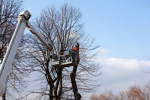 How Our Tree Care Process Works  in  Calvert, TX